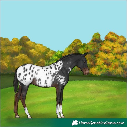 Horse Color:Liver Chestnut Appaloosa Rabicano 