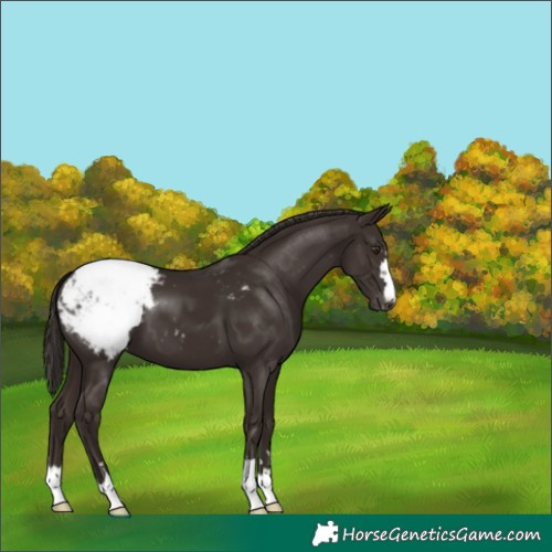 Horse Color:Liver Chestnut Snowcap 