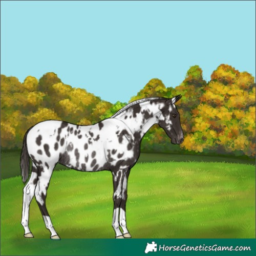 Horse Color:White Spotted Liver Chestnut Appaloosa Rabicano 
