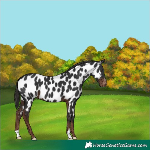 Horse Color:Liver Chestnut Near Leopard 