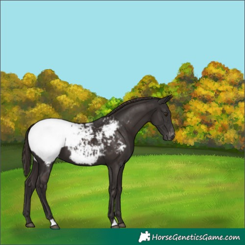 Horse Color:Liver Chestnut Appaloosa 