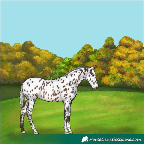 Horse Color:Silver Brown Near Leopard Rabicano 