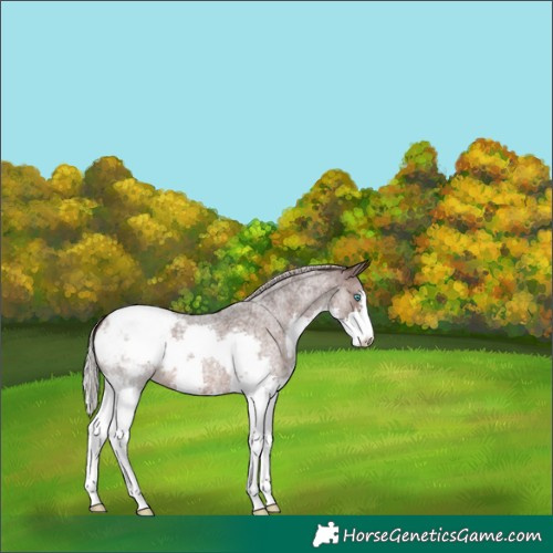 Horse Color:Silver Brown Roan Splash Appaloosa 