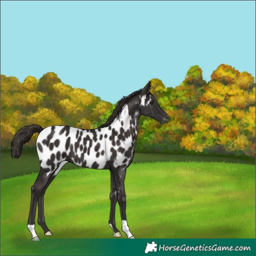 Horse Color:Liver Chestnut Near Leopard 