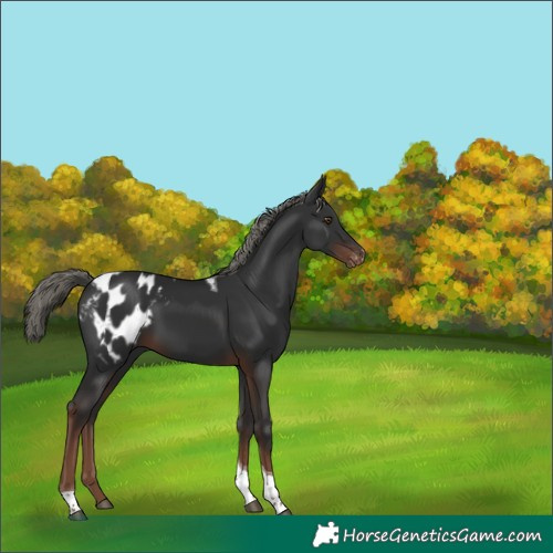 Horse Color:Liver Chestnut Mushroom Tobiano Blanket 