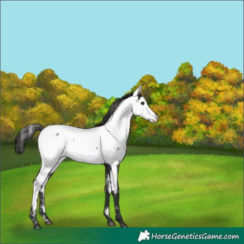 Horse Color:Liver Chestnut Near Fewspot 