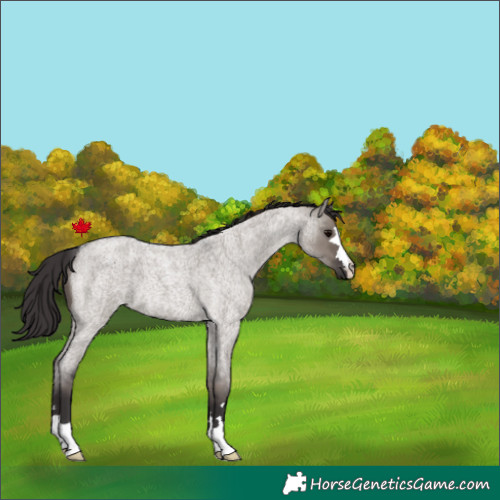 Horse Color:Smoky Grullo Roan