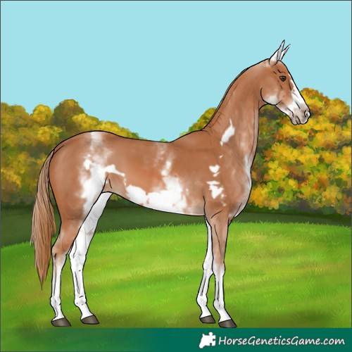 Horse Color:White Spotted Chestnut Frame