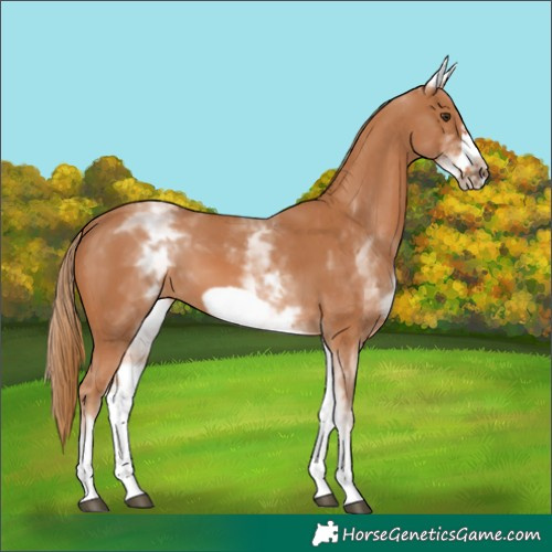 Horse Color:White Spotted Chestnut Frame 