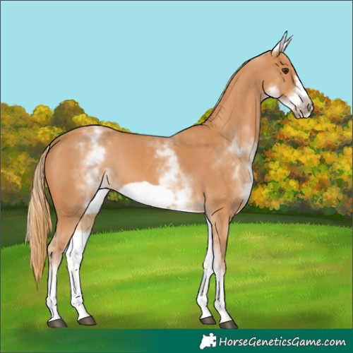 Horse Color:White Spotted Chestnut Frame