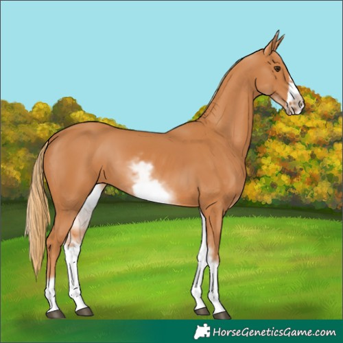 Horse Color:White Spotted Chestnut Frame 