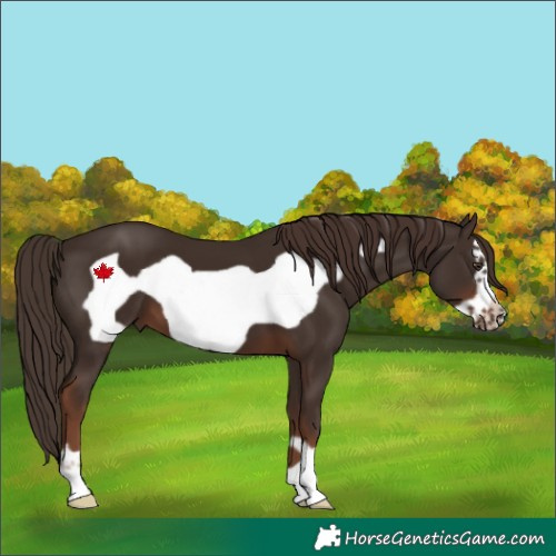 Horse Color:Liver Chestnut Frame