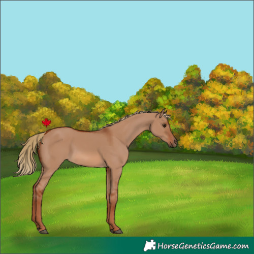 Horse Color:Red Dun 