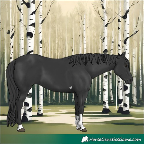 Horse Color:Black Tobiano Rabicano