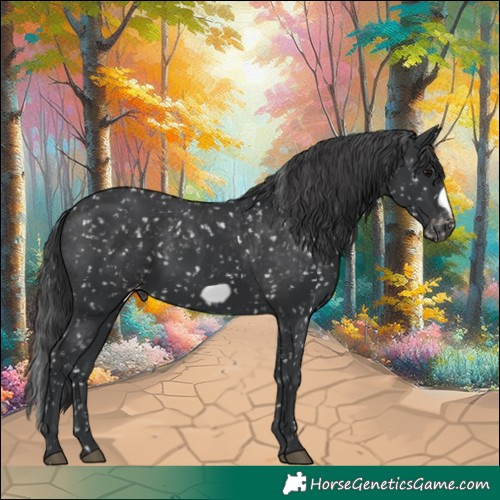 Horse Color:Black Frame Appaloosa