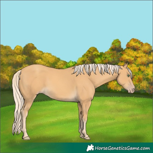 Horse Color:Gold Cream Champagne 