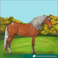 Horse Color:Powder White Silver Bay 