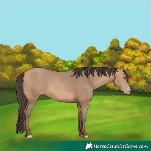 Horse Color:Amber Champagne 
