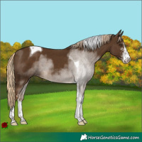 Horse Color:Chocolate Palomino Sabino Tobiano