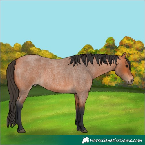 Horse Color:Bay Roan 