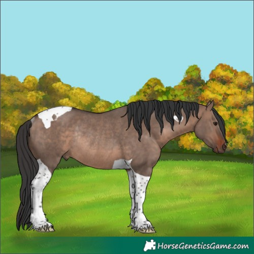 Horse Color:Brown Dun Mushroom Tobiano Rabicano 