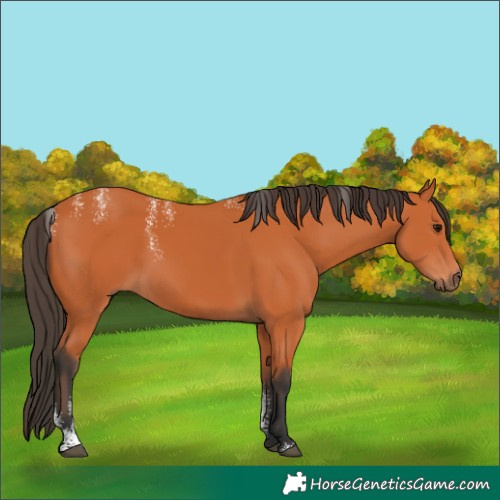 Horse Color:Powder White Bay 