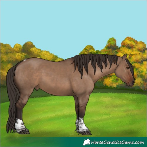 Horse Color:Liver Red Dun Tobiano 