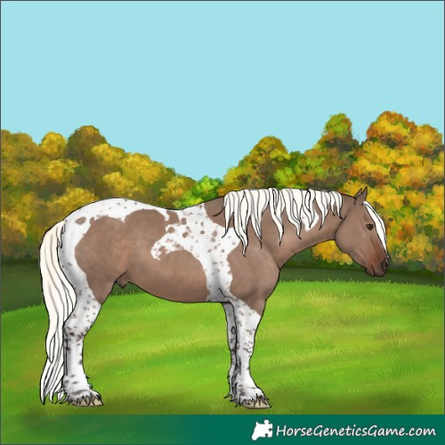 Horse Color:Liver Red Dun Mushroom Tobiano 