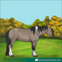 Horse Color:Brown Dun Tobiano 