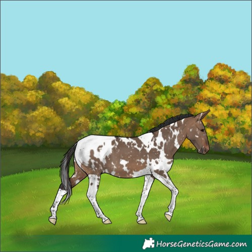 Horse Color:White Spotted Brown Dun Tobiano Appaloosa 