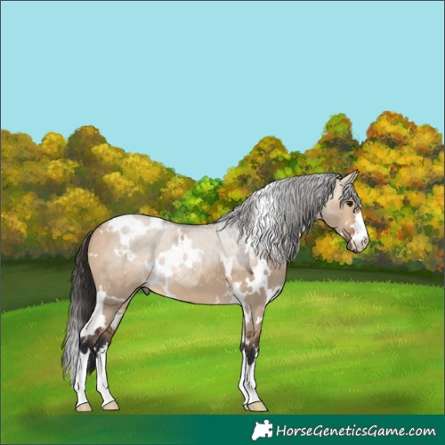 Horse Color:White Spotted Bay Dun 