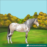 Horse Color:White Spotted Bay Dun