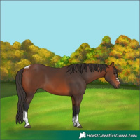 Horse Color:Bay Tobiano