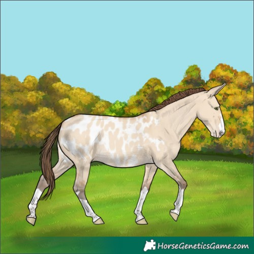 Horse Color:Amber Champagne Dun Appaloosa