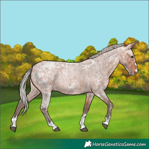 Horse Color:Silver Bay Ice Roan Appaloosa 