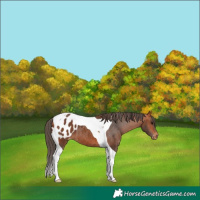Horse Color:Bay Tobiano Appaloosa 