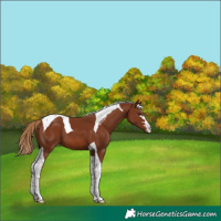 Horse Color:Chestnut Tobiano