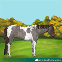 Horse Color:Liver Red Roan Tobiano