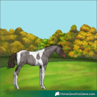 Horse Color:Liver Red Roan Tobiano