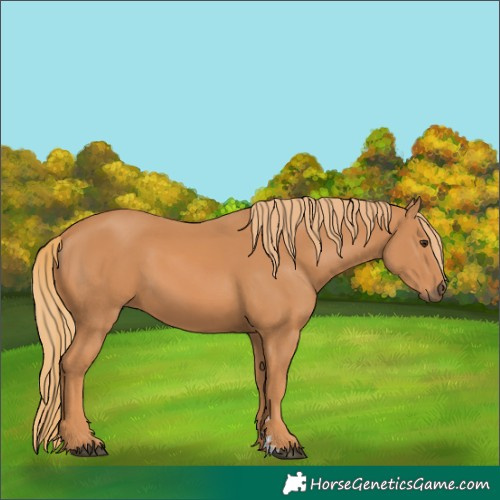 Horse Color:Chestnut 