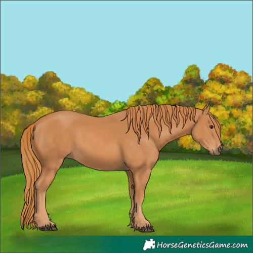 Horse Color:Chestnut 