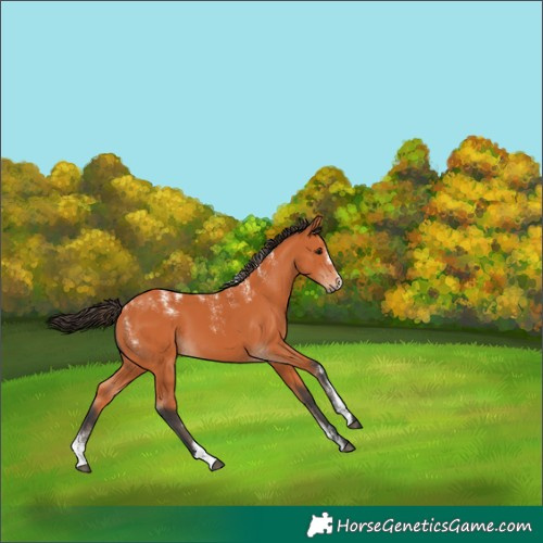Horse Color:Powder White Bay 