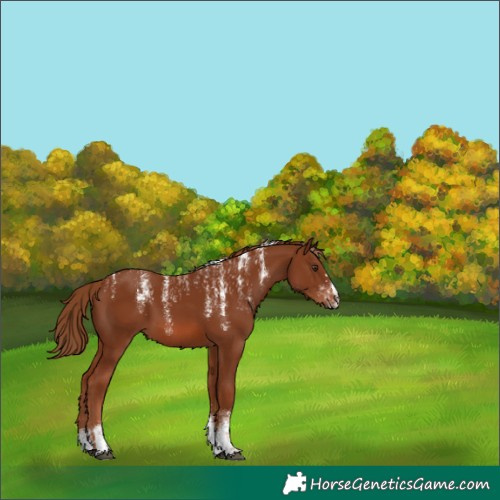 Horse Color:Powder White Chestnut 