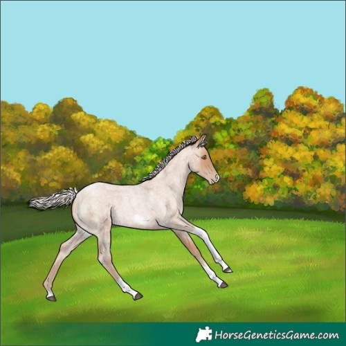 Horse Color:Silver Blue Roan Pearl Tobiano Frame