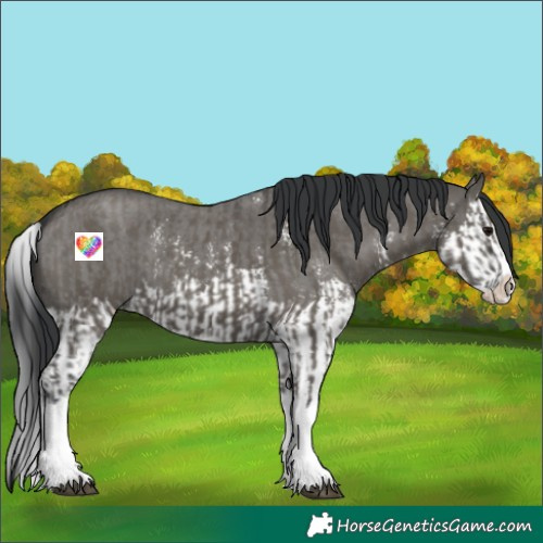 Horse Color:Grullo Sabino Splash  and Grullo Sabino Splash 