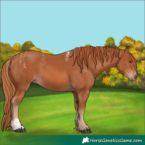 Horse Color:Powder White Chestnut 