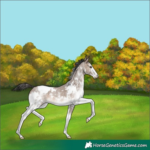 Horse Color:White Spotted Brown Dun Sabino 