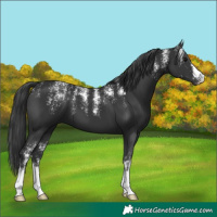 Horse Color:Powder White Black 