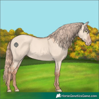 Horse Color:Gold Champagne Dun Rabicano