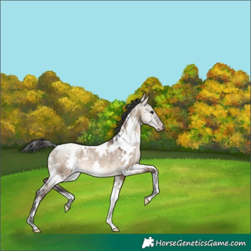 Horse Color:White Spotted Brown Dun Rabicano 